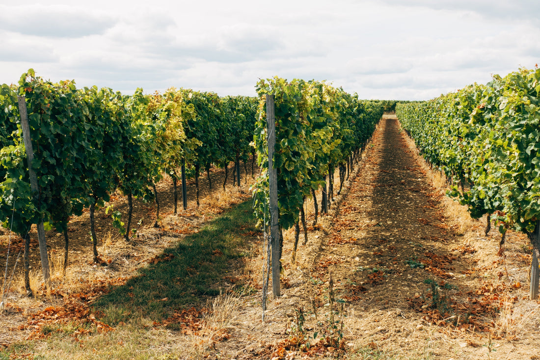 Vigneti siciliani al tramonto - selezione vini EnoMood tra Marsala ed Etna